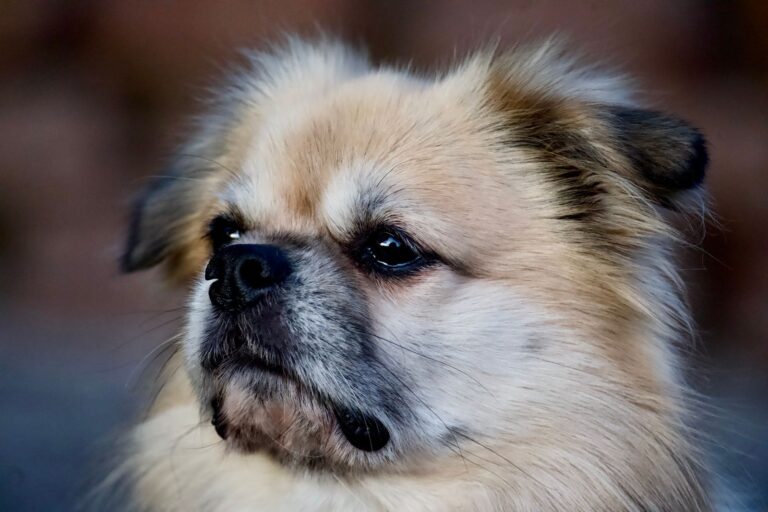 ペキニーズの手入れと触れ合い｜警察犬ドッグトレーナーが顔周り・被毛・休息を解説