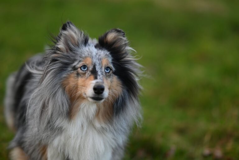 シェルティとの暮らしの準備｜警察犬ドッグトレーナーが窓辺・休息・被毛の世話を解説