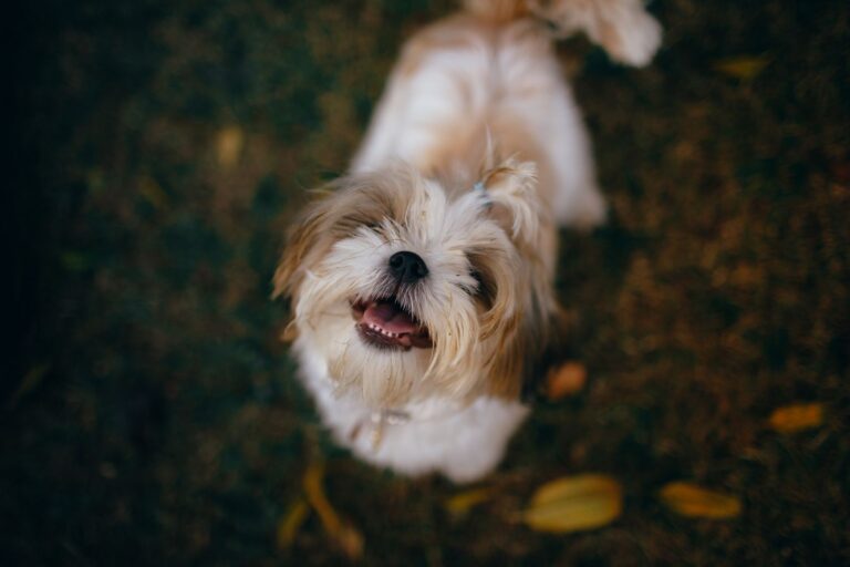 シーズーの暮らしとしつけ｜警察犬ドッグトレーナーが顔周りのケアと関わり方を解説