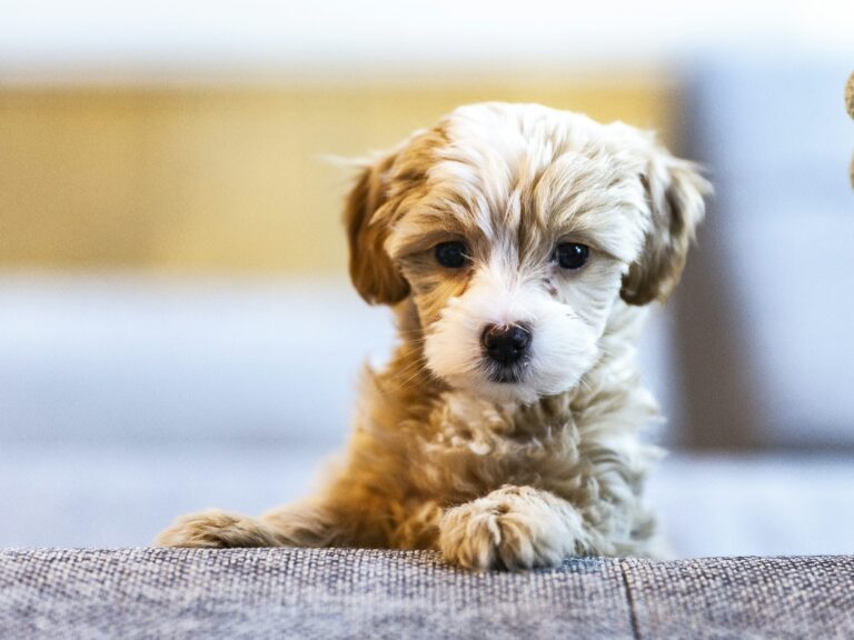 子犬を迎えた初日から1週間｜警察犬ドッグトレーナーが家族の準備と接し方を解説