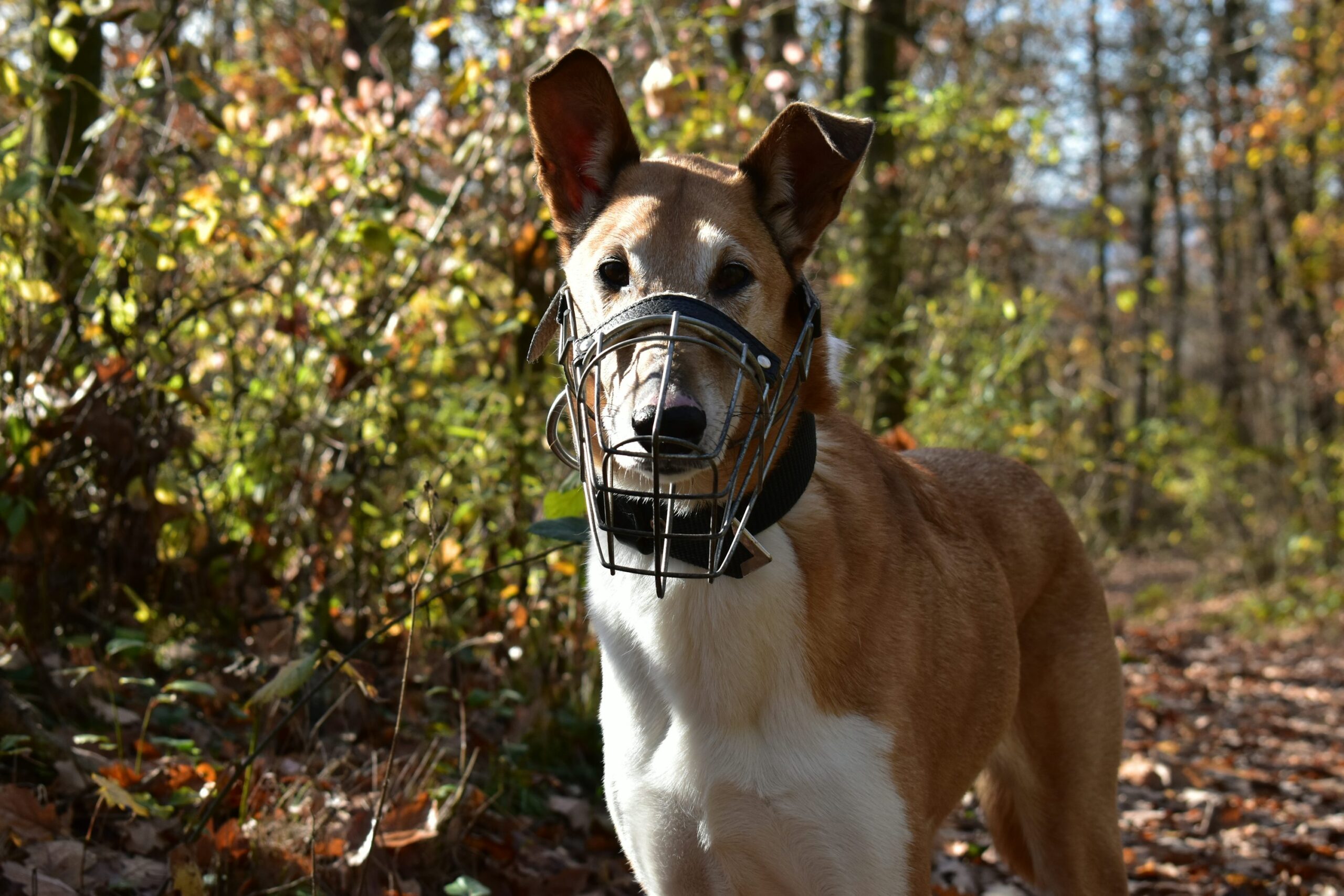 バスケット型口輪を着けた犬