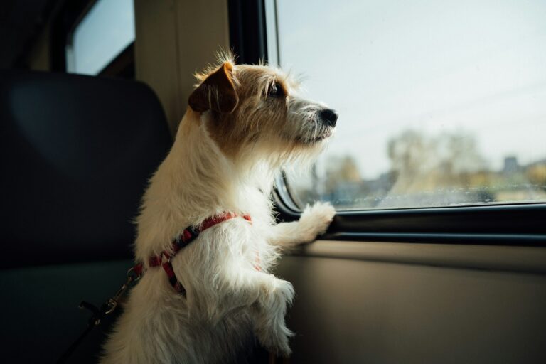 犬の留守番で確認すること｜警察犬ドッグトレーナーが吠え・破壊・排泄を解説