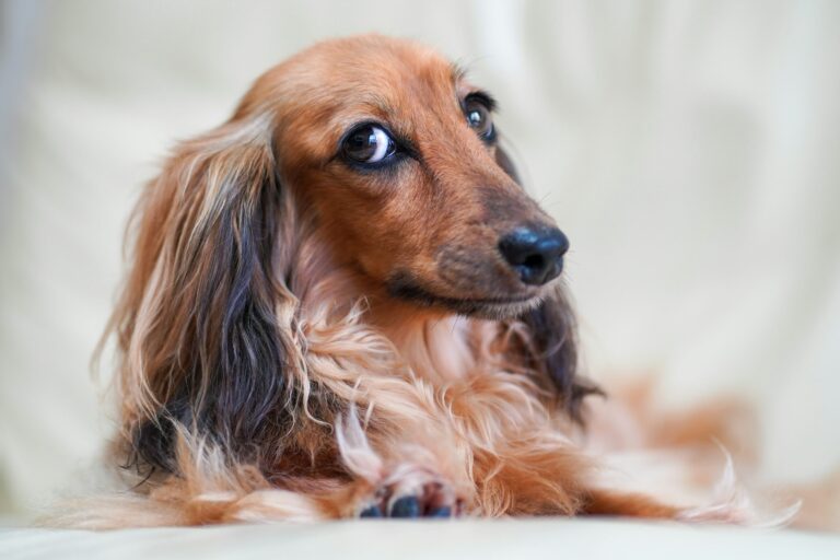 犬のインターホン吠えの練習手順｜警察犬ドッグトレーナーが来客対応を解説