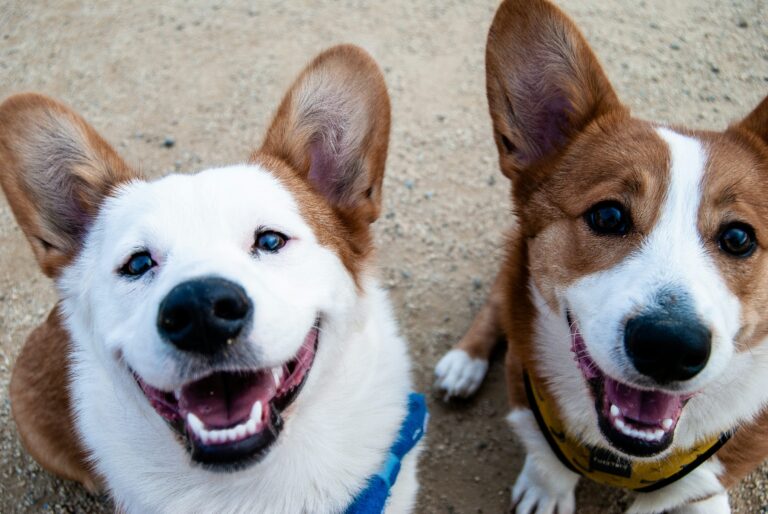 犬のオス・メスどちらを迎える？警察犬ドッグトレーナーが確認点を解説