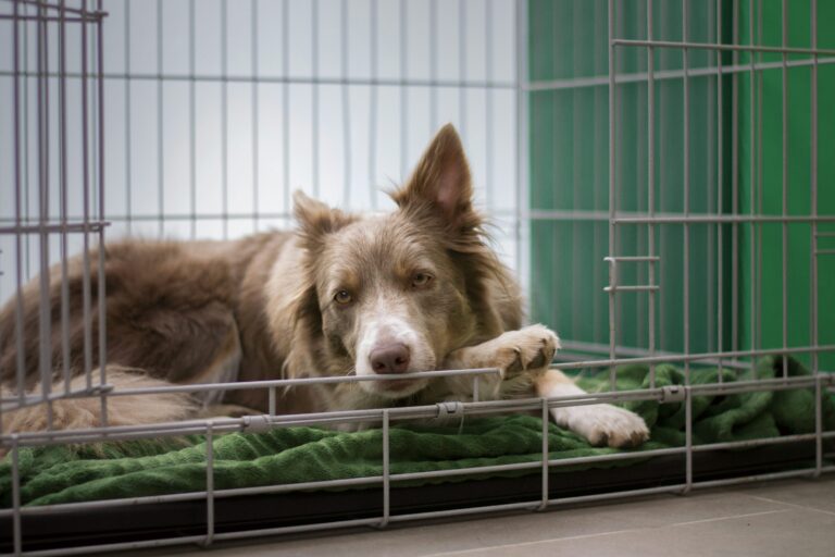 クレート・ケージ・サークルの違い｜警察犬ドッグトレーナーが選び方を解説