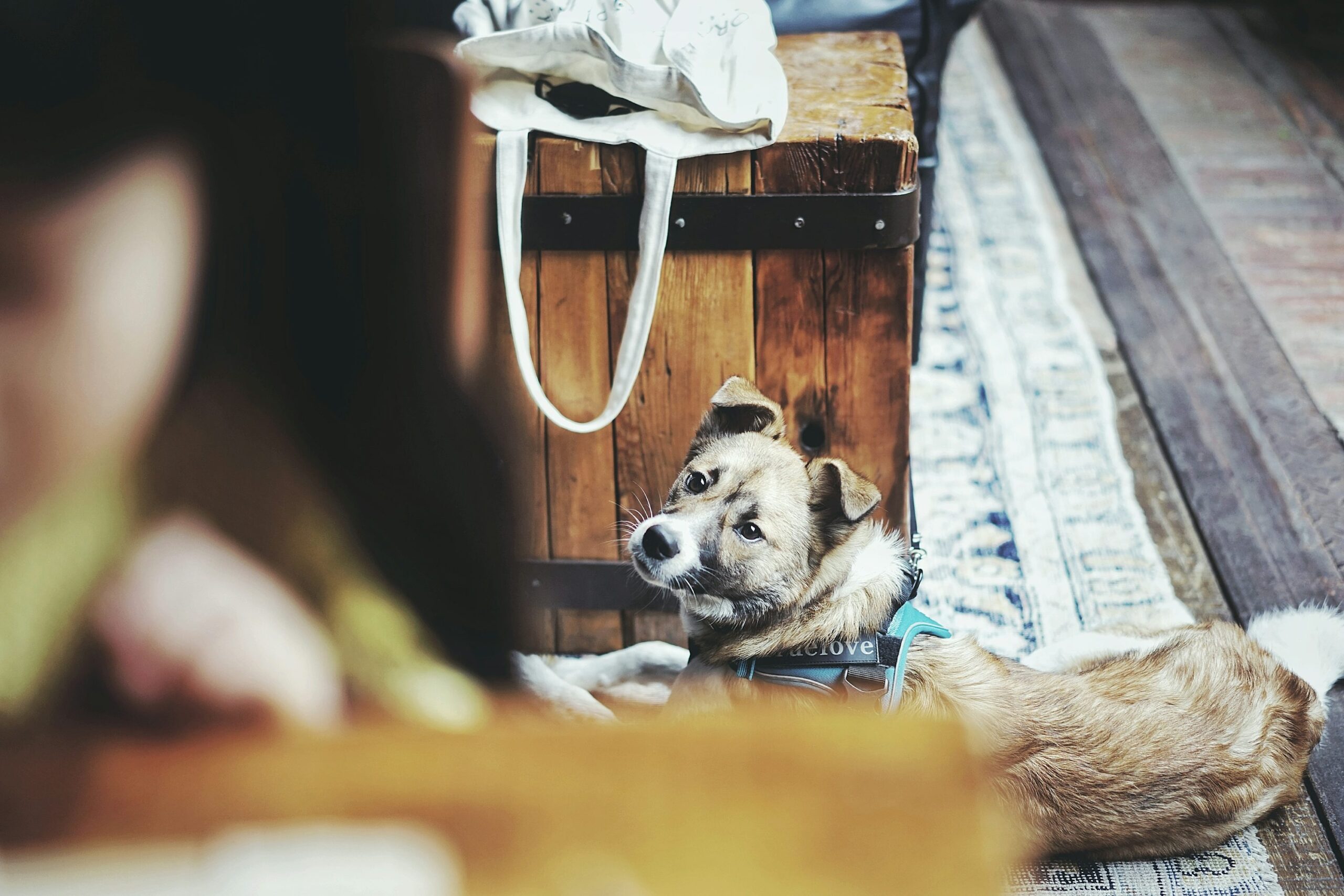 決まった場所で休む犬