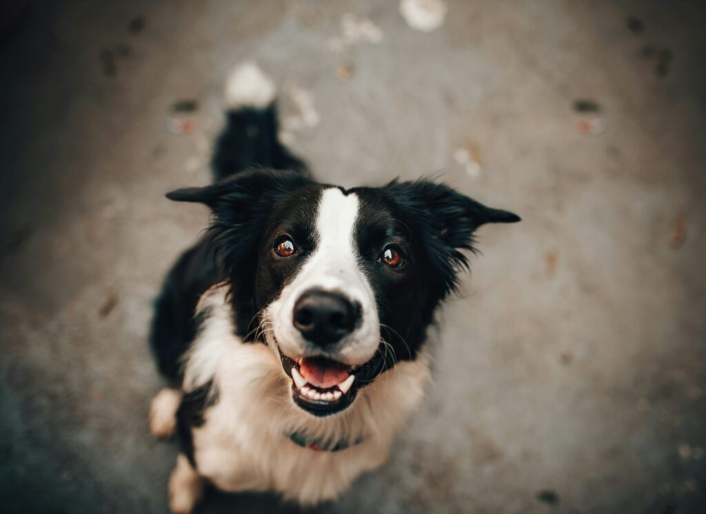 周囲に注意を向ける犬