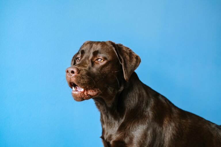 大型犬の散歩の引っ張り対策｜警察犬ドッグトレーナーが準備と練習を解説