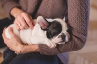 抱かれた小型犬