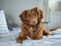 家の中で過ごす犬
