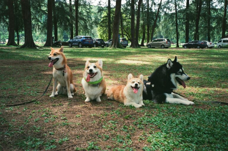 犬の社会化とは？警察犬ドッグトレーナーが子犬・成犬の進め方を解説