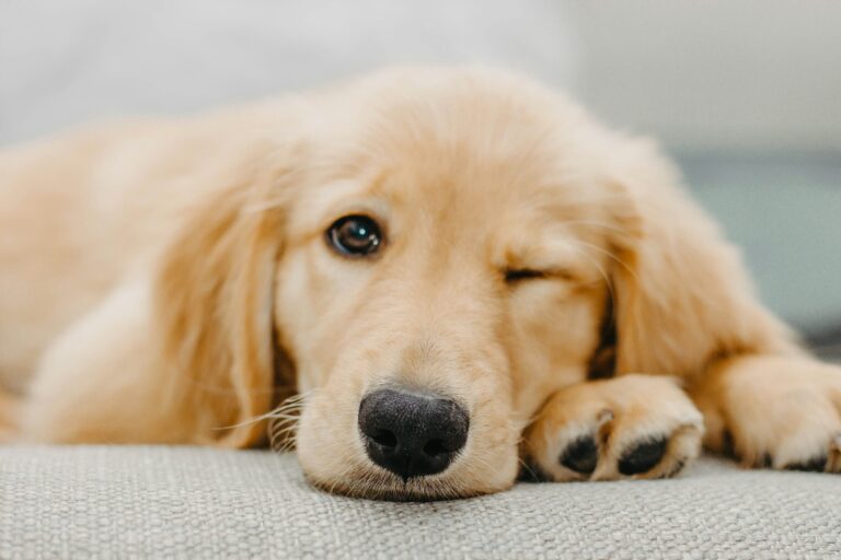 子犬の睡眠時間はどれくらい？警察犬ドッグトレーナーが休息環境を解説