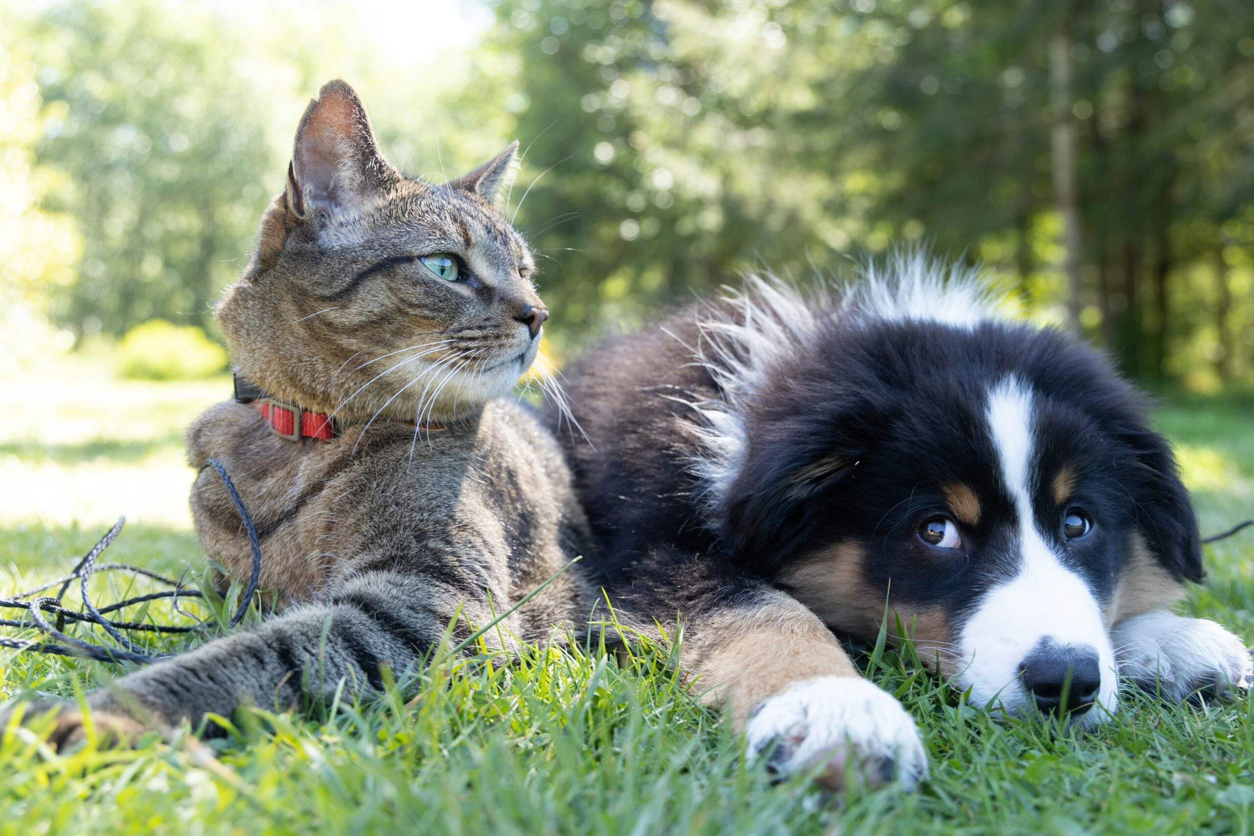 犬と猫が並ぶ場面