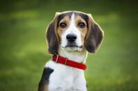 首輪を着けた犬