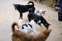複数の犬が過ごす屋外環境