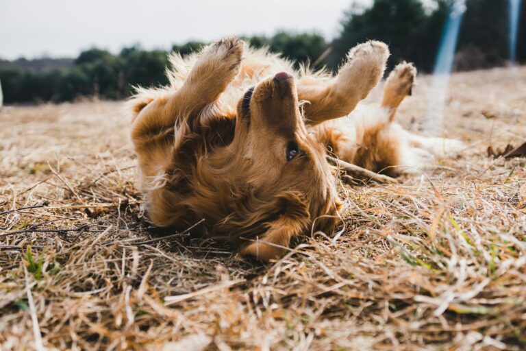 犬がしっぽを追いかける時は？警察犬ドッグトレーナーが対応と相談の目安を解説