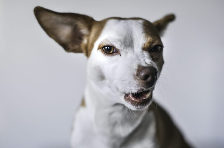 犬のボディランゲージの読み方｜警察犬ドッグトレーナーが五つの観察を解説